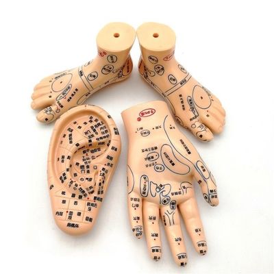 Chinese Medicine Acupuncture Massage Hand Foot Ear Model Size Educational Models Essential Equipment