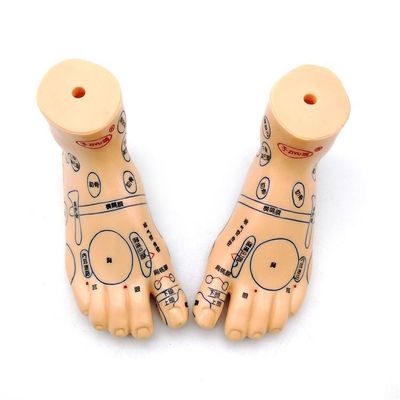 Chinese Medicine Acupuncture Massage Hand Foot Ear Model Size Educational Models Essential Equipment