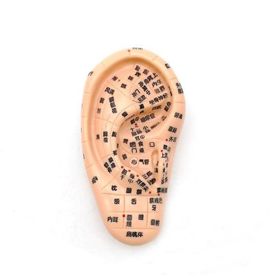 Chinese Medicine Acupuncture Massage Hand Foot Ear Model Size Educational Models Essential Equipment