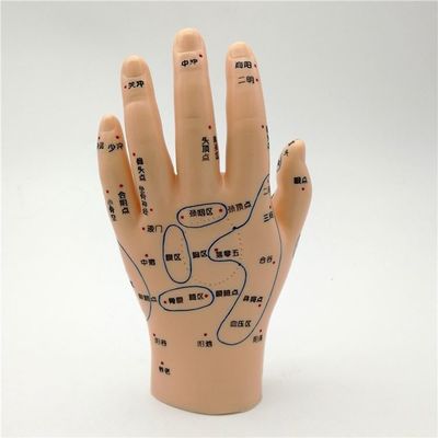 Chinese Medicine Acupuncture Massage Hand Foot Ear Model Size Educational Models Essential Equipment