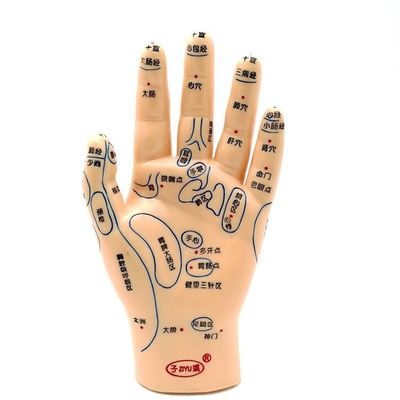 Chinese Medicine Acupuncture Massage Hand Foot Ear Model Size Educational Models Essential Equipment