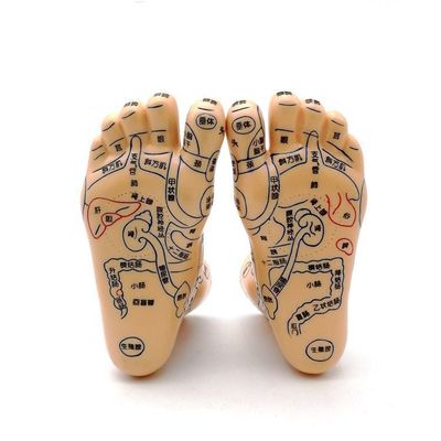 Chinese Medicine Acupuncture Massage Hand Foot Ear Model Size Educational Models Essential Equipment