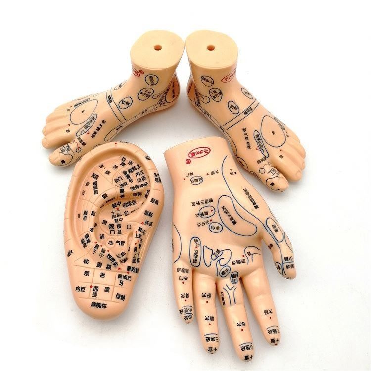 Chinese Medicine Acupuncture Massage Hand Foot Ear Model Size Educational Models Essential Equipment
